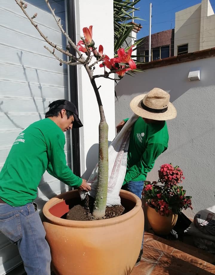 Servicio de fertilización