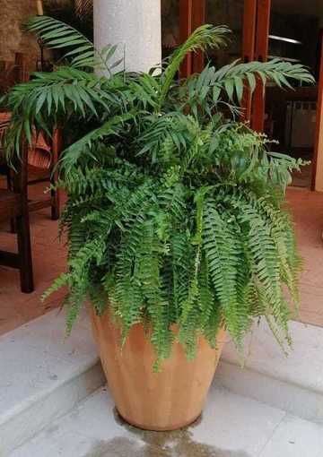 Planta si base que escurre el agua