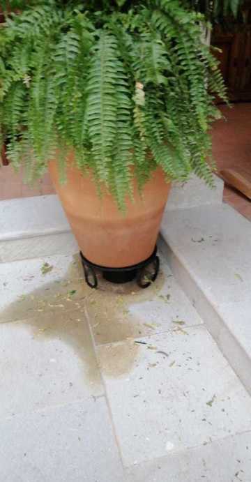 La mejor presentación