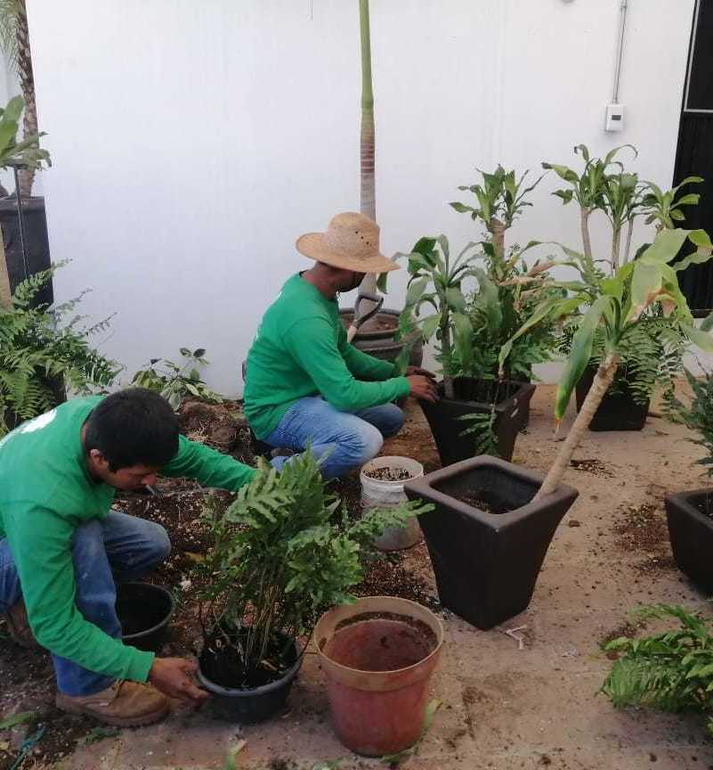 Servicio de sembrado